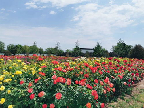 月季花海中的宝山公园城市绿洲的浪漫之旅