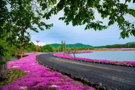 第二届黑龙江（宝清）芝樱花文化旅游季盛大启幕春日花海中的文化盛宴