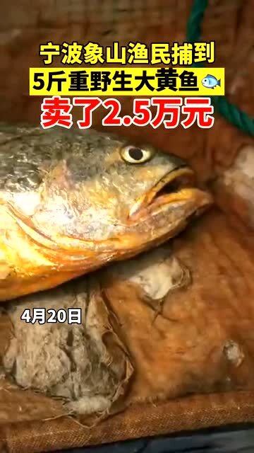 野生大黄鱼介绍