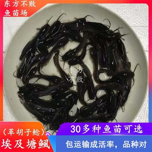 革胡子鲶鱼和普通鲶鱼的区别