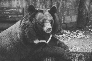 浙江野猪猎人，守护森林的孤独守望者——每年倒贴几十万元的无名英雄